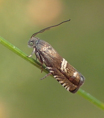 Grapholita internana