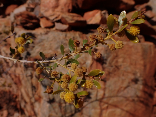 waxy wattle (Acacia melleodora)