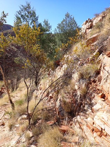 Image of Acacia melleodora by (c) Nina Kerr, some rights reserved (CC BY)