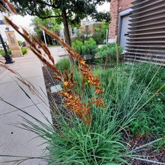 Sorghastrum nutans