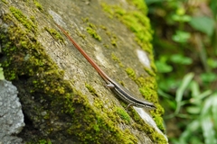 Sphenomorphus incognitus