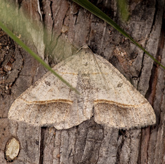 Digrammia neptaria