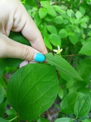 Philadelphus inodorus