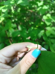 Philadelphus inodorus