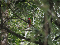 Harpactes whiteheadi