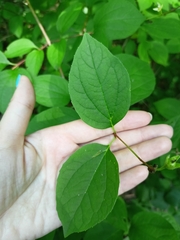 Philadelphus inodorus