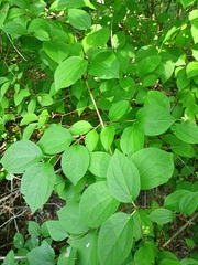 Philadelphus inodorus