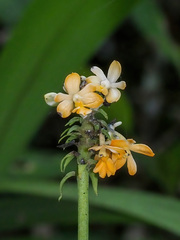 Calanthe kinabaluensis