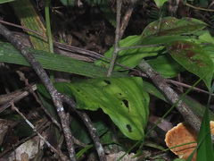 Calanthe kinabaluensis