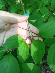 Philadelphus inodorus