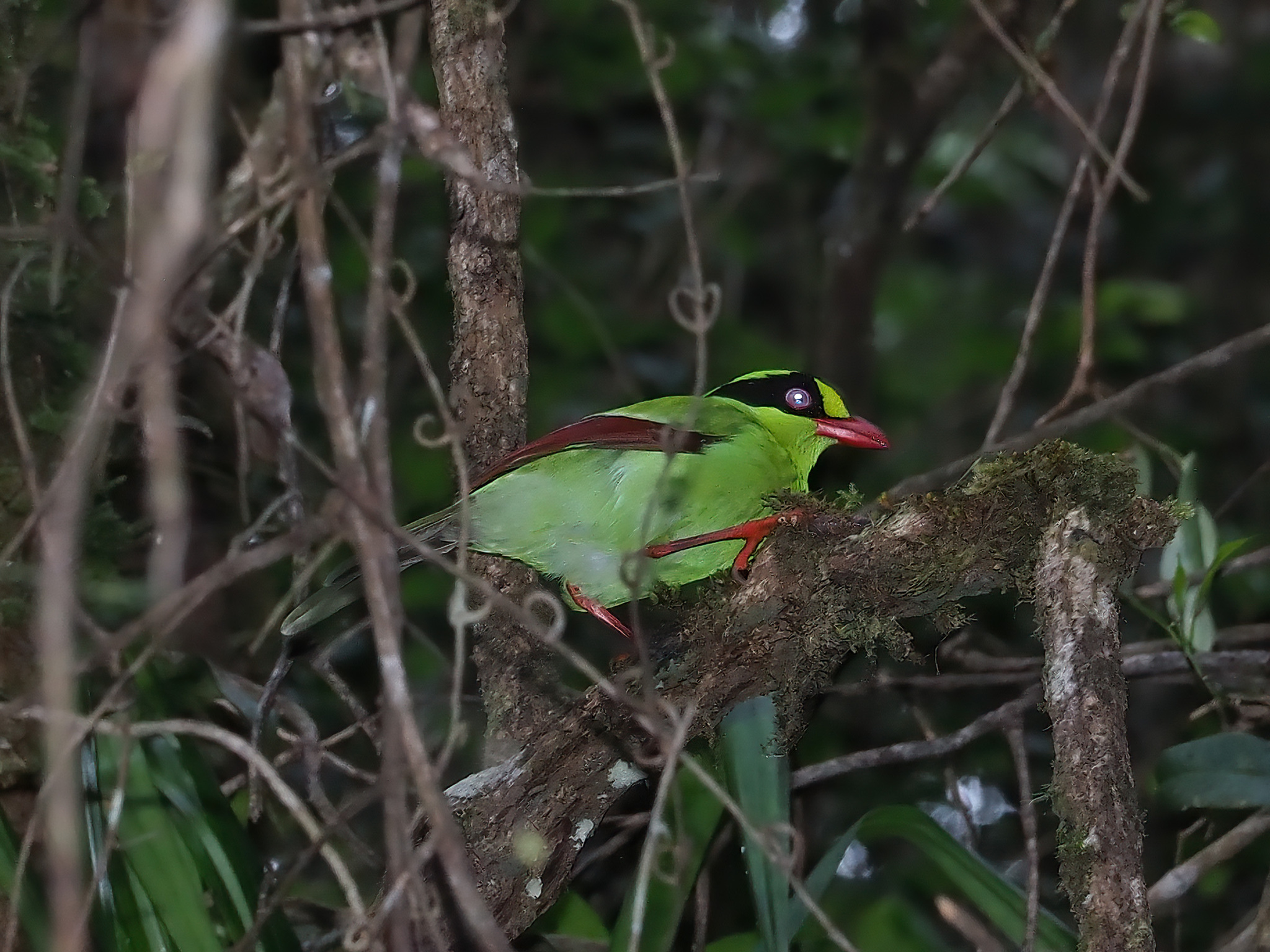 Bornean Green Magpie (Cissa jefferyi), photo 7