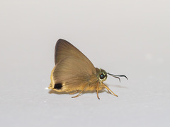 Hasora mus