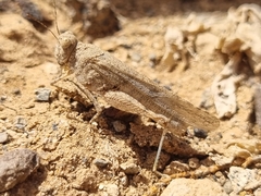 Sphingonotus picteti