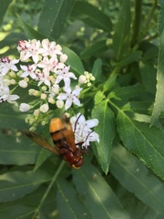 Volucella zonaria