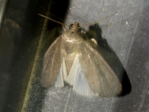 Porter's Rustic