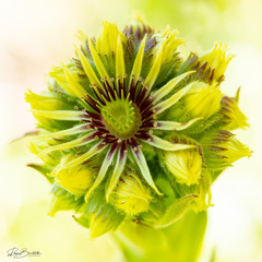 Sempervivum wulfenii