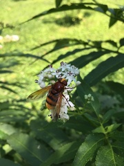 Volucella zonaria