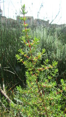 Cliffortia ericifolia