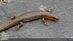 Plestiodon chinensis