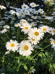 Leucanthemum × superbum