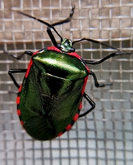 Rhyssocephala infuscata