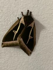 Dirphiopsis multicolor