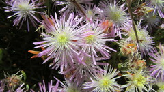 Lampranthus stenus