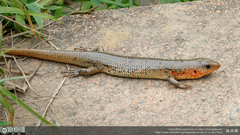 Plestiodon chinensis