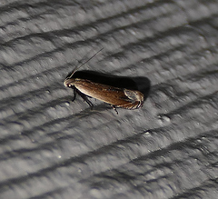 Anacampsis paltodoriella