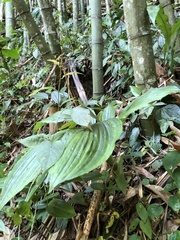 Liparis sootenzanensis