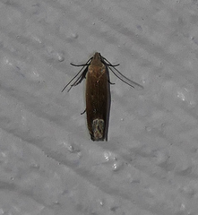 Anacampsis paltodoriella