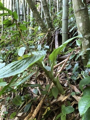 Liparis sootenzanensis