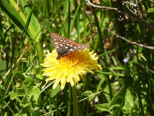 iNaturalist observation photo of Edith's Checkerspot