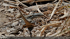 Takydromus hsuehshanensis