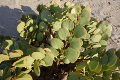Tetraena stapffii