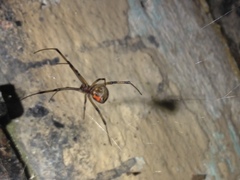 Latrodectus geometricus