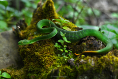 Trimeresurus erythrurus