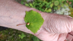 Harmandiola globuli