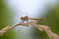 Sympetrum darwinianum