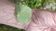Harmandiola globuli