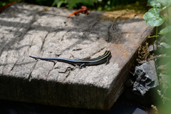 Plestiodon finitimus