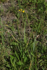 Pilosella densiflora