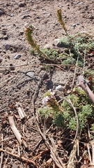 Glandularia parodii