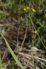 Pilosella densiflora
