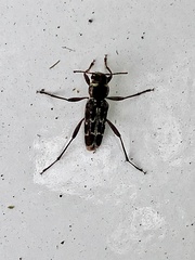 Sarosesthes fulminans