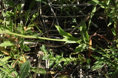 Pilosella densiflora