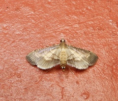 Cnaphalocrocis trebiusalis