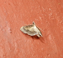 Cnaphalocrocis trebiusalis