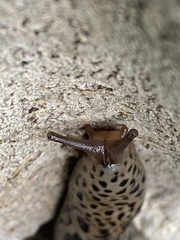 Limax maximus