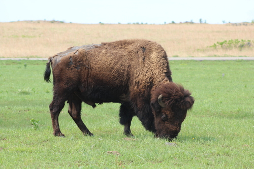 American bison